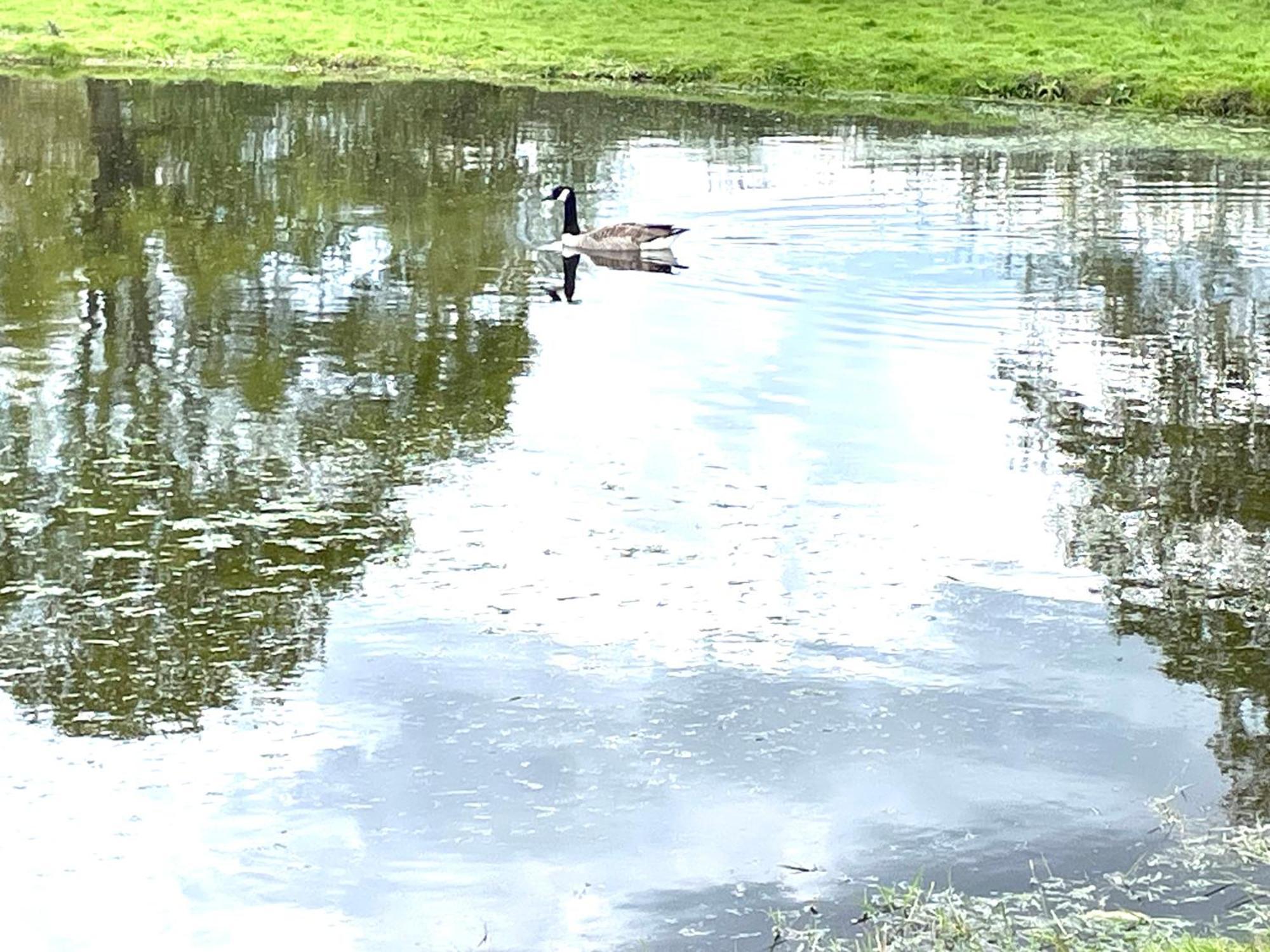 Reeds Retreat * Ashford (Kent)